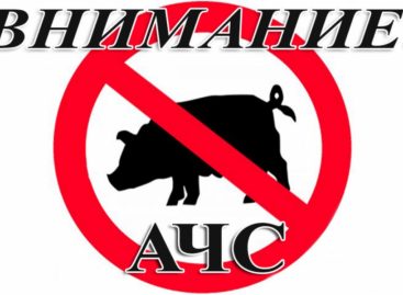 Еще один очаг африканской чумы свиней в Ростовской области