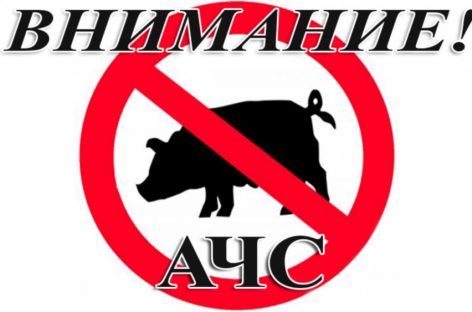 Еще один очаг африканской чумы свиней в Ростовской области