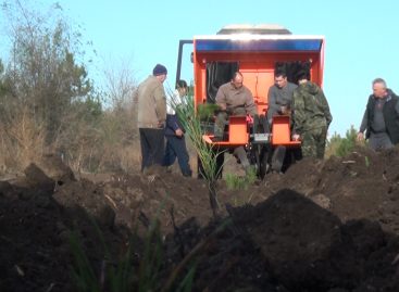Сальские работники лесного хозяйства высадили в питомнике 1.500 штук саженцев крымской сосны