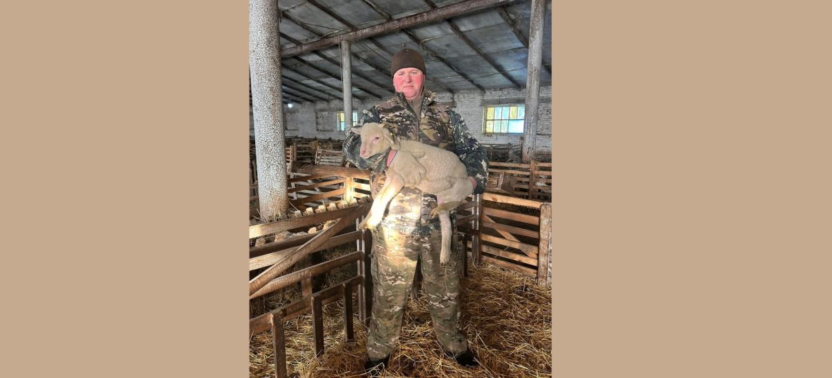 В племенном хозяйстве «Белозерное» завершается окотная кампания