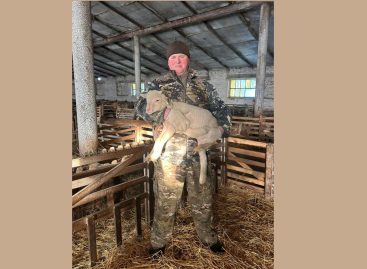 В племенном хозяйстве «Белозерное» завершается окотная кампания