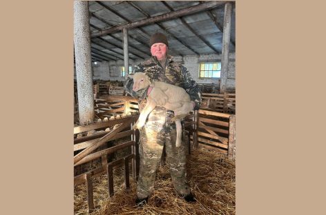 В племенном хозяйстве «Белозерное» завершается окотная кампания