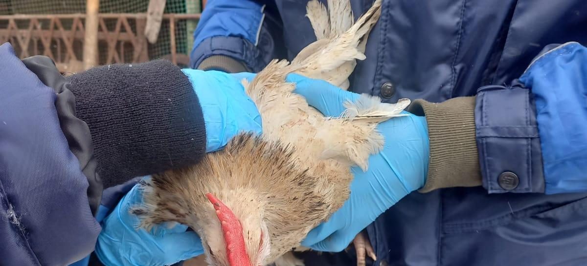 В Сальске и Сальском районе проводится бесплатная вакцинация птицы от птичьего гриппа