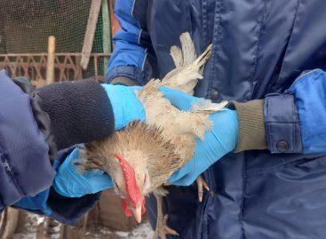 В Сальске и Сальском районе проводится бесплатная вакцинация птицы от птичьего гриппа
