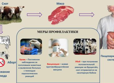 Жителям Сальского района напомнили об опасности заражения бруцеллезом