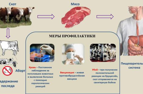 Жителям Сальского района напомнили об опасности заражения бруцеллезом