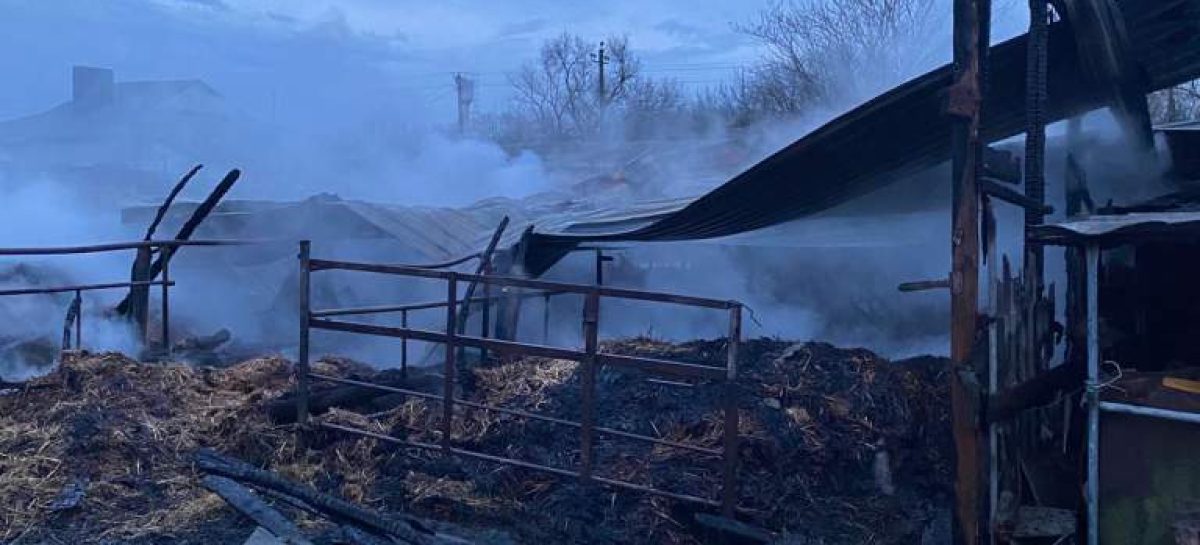 В Сальском районе в пожаре погибли коровы