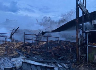 В Сальском районе в пожаре погибли коровы