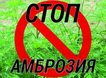 Сальчанам напомнили, насколько опасна амброзия