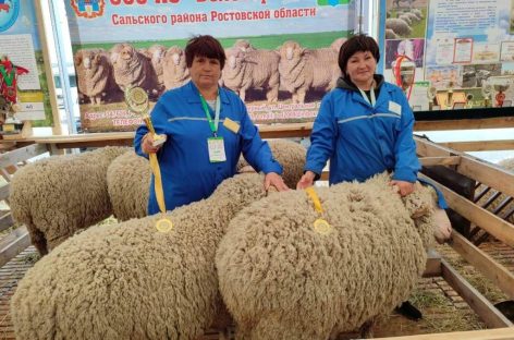 «Золотые» бараны: племенной завод по разведению овец сальской породы отмечен высокими наградами