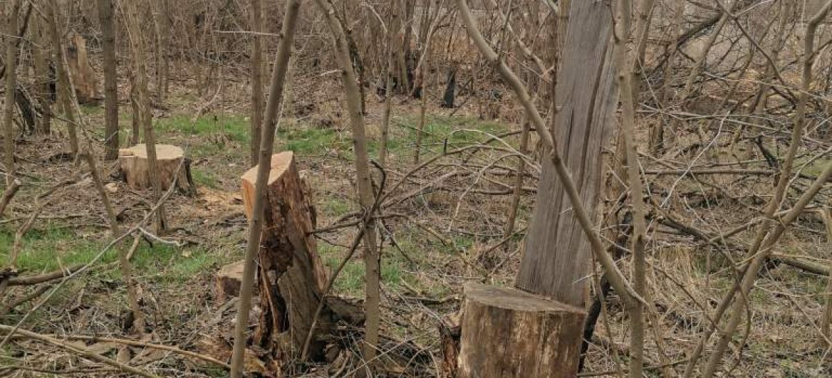 В Сальске сотрудники транспортной полиции выявили подозреваемых в незаконной рубке лесных насаждений