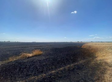 В Сальском районе огнём уничтожена пшеница на 100 гектарах