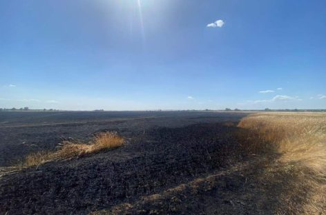 В Сальском районе огнём уничтожена пшеница на 100 гектарах
