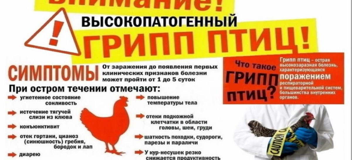 Сальчан предупредили о вероятности распространения птичьего гриппа