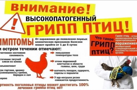 Сальчан предупредили о вероятности распространения птичьего гриппа