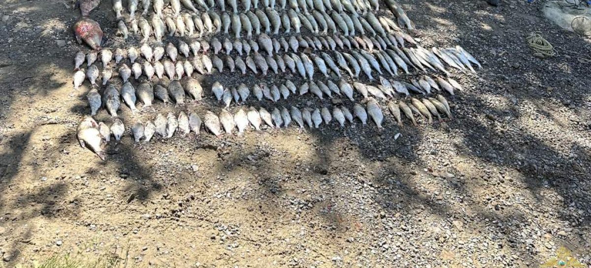 Сальские транспортные полицейские задержали близнецов, которые поймали рыбы на 620 тысяч рублей