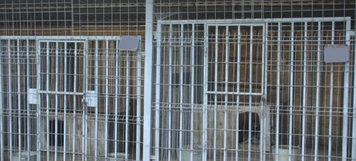 В Администрацию Сальского городского поселения поступил телефонный звонок по вопросу проведения отлова животных (собак)