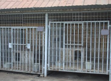 В Администрацию Сальского городского поселения поступил телефонный звонок по вопросу проведения отлова животных (собак)