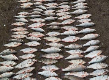 В акватории реки Солёнка за незаконный рыбный промысел задержан житель Гиганта