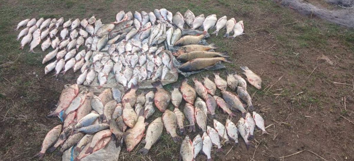В Сальске браконьеры наловили рыбы на 100 тысяч рублей