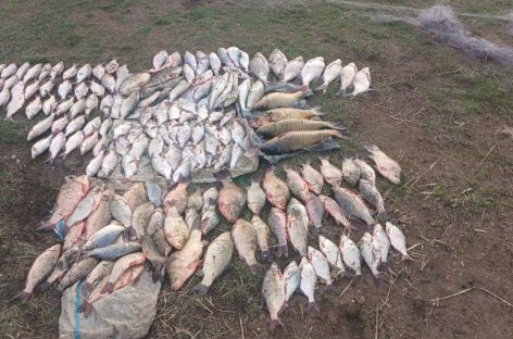 В Сальске браконьеры наловили рыбы на 100 тысяч рублей