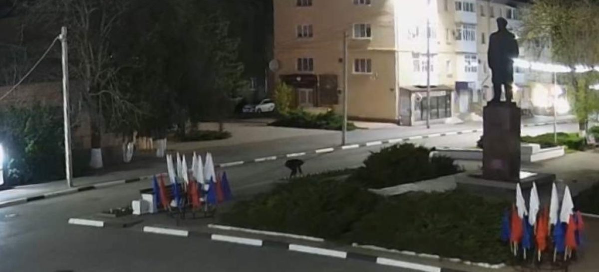 В Сальске женщина похитила с городских клумб 47 саженцев