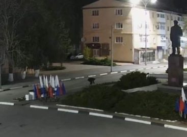 В Сальске женщина похитила с городских клумб 47 саженцев