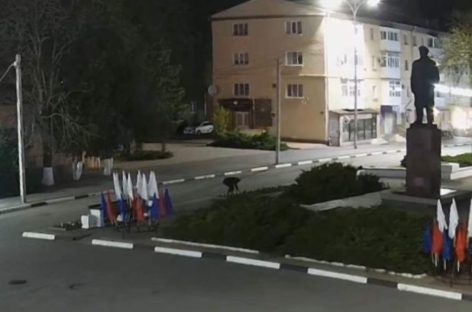 В Сальске женщина похитила с городских клумб 47 саженцев
