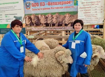 Сальские овцеводы вернулись с ХХV Всероссийской выставки племенных овец и коз с наградами