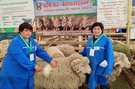 Сальские овцеводы вернулись с ХХV Всероссийской выставки племенных овец и коз с наградами