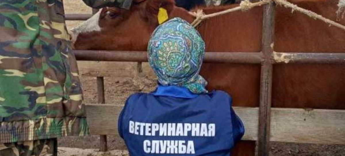 Жителям Сальского района напомнили об опасности бруцеллеза