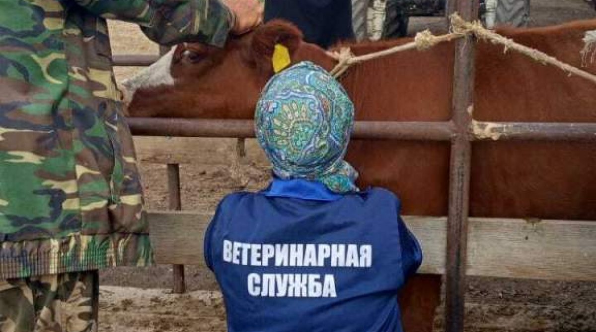 Жителям Сальского района напомнили об опасности бруцеллеза