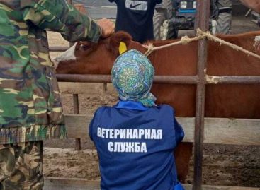 Жителям Сальского района напомнили об опасности бруцеллеза