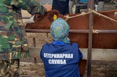 Жителям Сальского района напомнили об опасности бруцеллеза