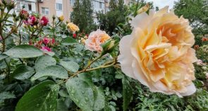 «Я люблю этот город»: 25 участников борются за победу в конкурсе по благоустройству. Кому фортуна улыбнется?