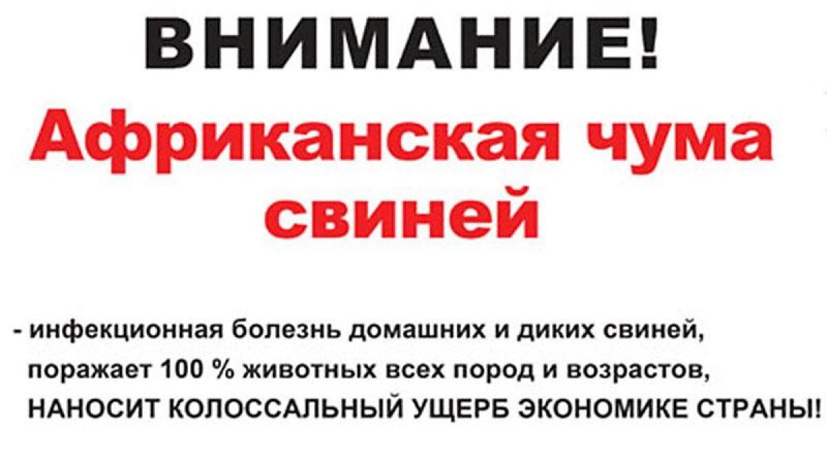 Жителям сёл Сальского района в очередной раз напомнили, что АЧС — опасная болезнь