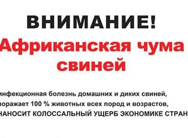 Жителям сёл Сальского района в очередной раз напомнили, что АЧС — опасная болезнь