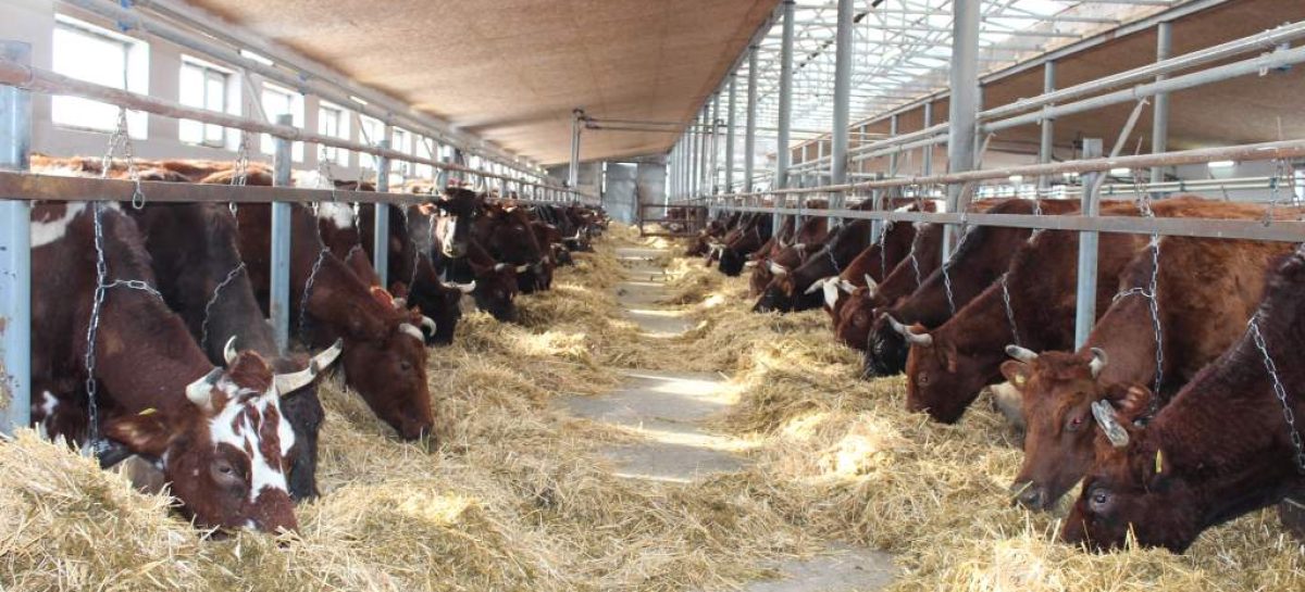 Крыша, корма, кадры: в «Южном» вывели свою формулу успешной зимовки бурёнок
