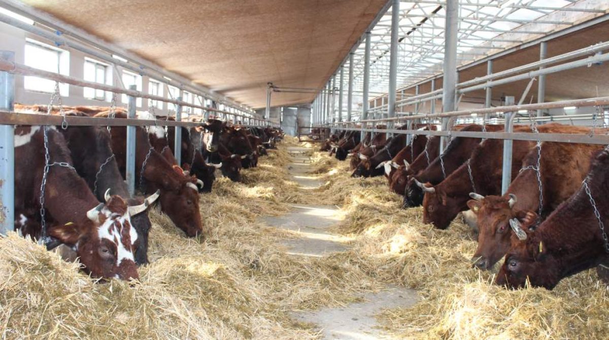 Крыша, корма, кадры: в «Южном» вывели свою формулу успешной зимовки бурёнок