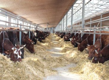 Крыша, корма, кадры: в «Южном» вывели свою формулу успешной зимовки бурёнок