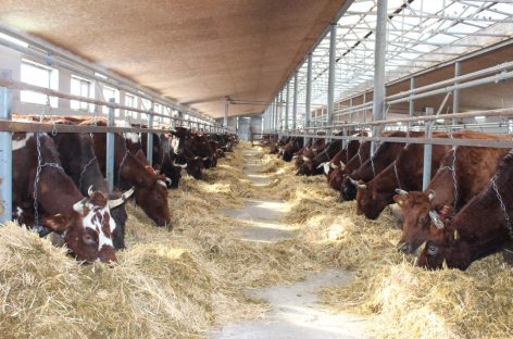 Крыша, корма, кадры: в «Южном» вывели свою формулу успешной зимовки бурёнок