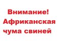 Жителям Сальского района напомнили, как не допустить африканской чумы свиней