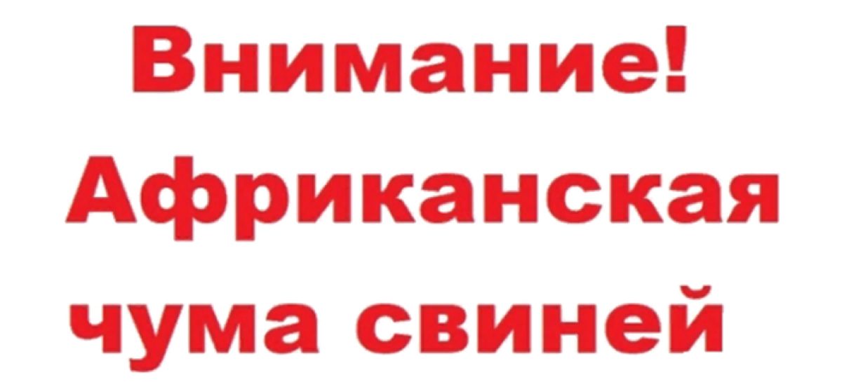 Жителям Сальского района напомнили, как не допустить африканской чумы свиней