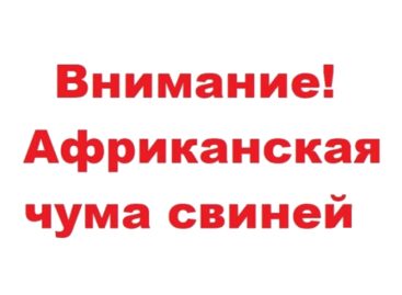 Жителям Сальского района напомнили, как не допустить африканской чумы свиней