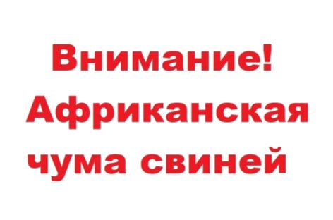 Жителям Сальского района напомнили, как не допустить африканской чумы свиней