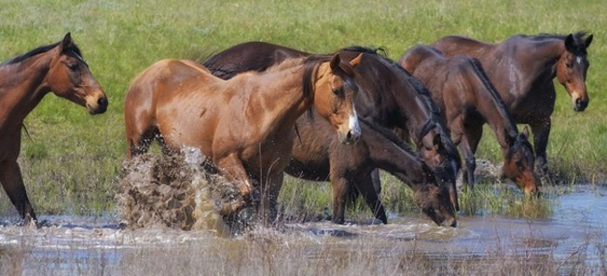 Галопом в будущее: о скачках и коневодстве в Ростовской области