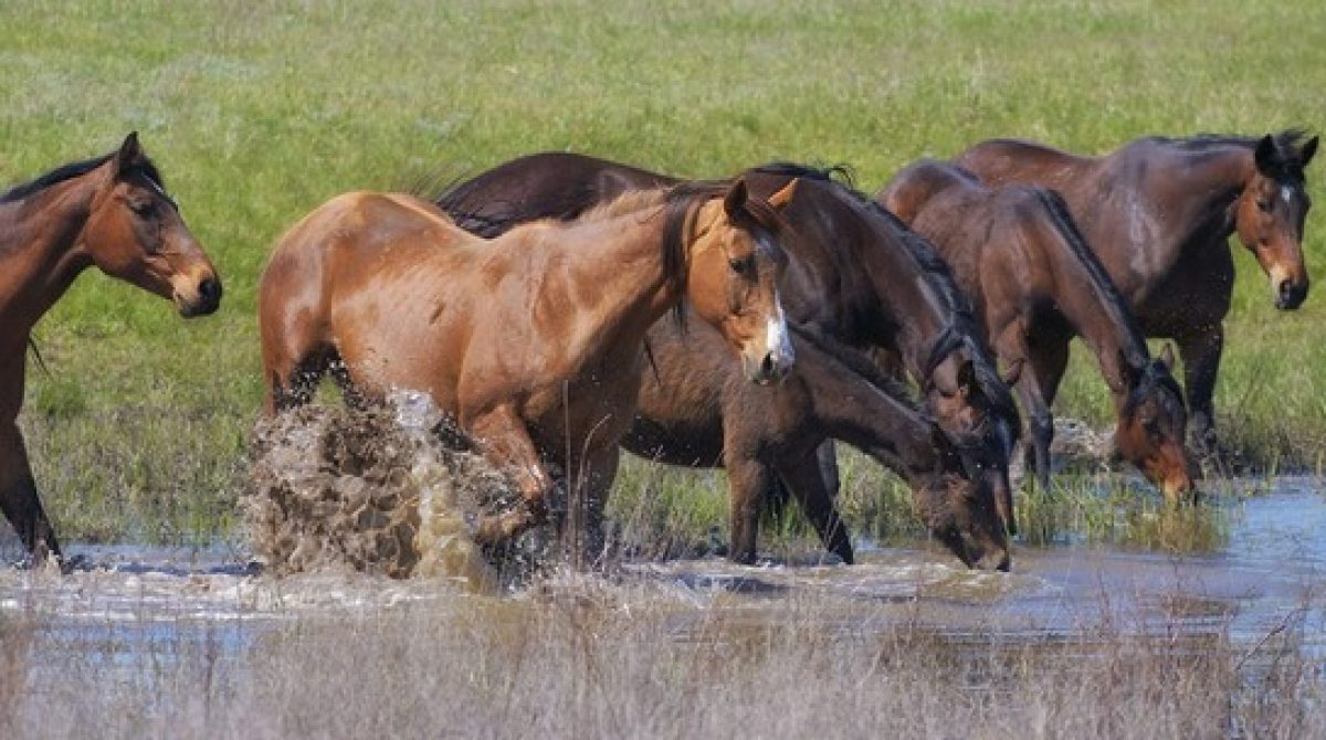Галопом в будущее: о скачках и коневодстве в Ростовской области