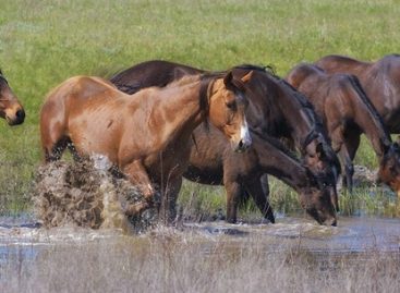 Галопом в будущее: о скачках и коневодстве в Ростовской области