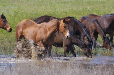 Галопом в будущее: о скачках и коневодстве в Ростовской области