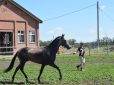 В конезаводе им. Будённого в Сальском районе ремонтируют конно-спортивную школу